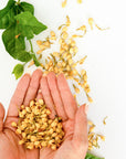 A close-up of a person's hands holding small pale yellow flower buds, with more buds scattered on a white surface and green leaves in the upper left corner.